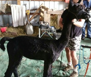 Knightley's Shearing