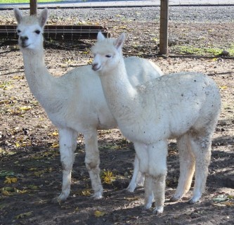 Galium with 2012 Cria, Galena