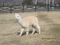 Alpaca For Sale - BGF Bo's Victorious at Good Time Ridge Farm, LLC