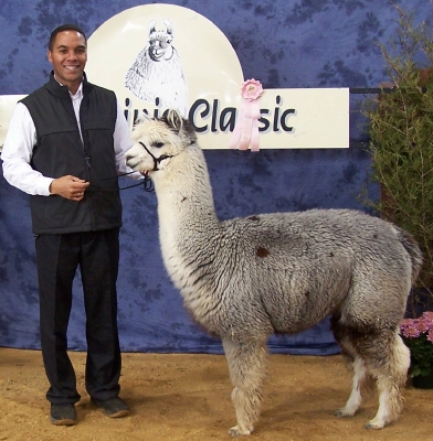 Alpaca For Sale - Emelise's Sterling Silvia at Emelise Alpacas