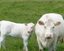 Source: www.whitebredshorthorn.com