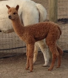 2013 Cria Sweet Serenade