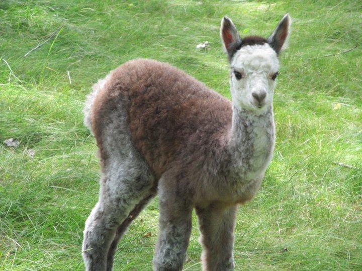 Cria- Miss USA  (Rose Grey)