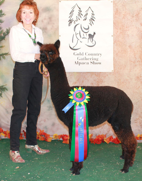 Cocoa's cria Coquimbo