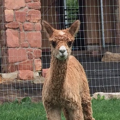 Alpaca For Sale - Kachina at Alpine Suri Alpacas