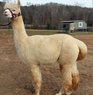 Alpaca For Sale - Supernova's Stellar Explosion at Hermes Alpacas