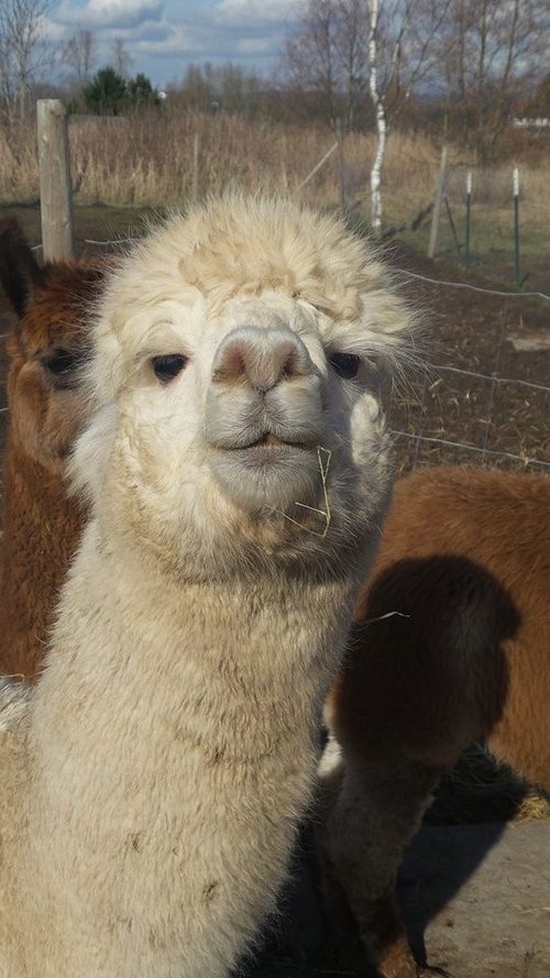 Alpaca For Sale - AQ's Grace at Alpaco Farm 