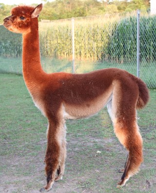 Alpaca For Sale - MAMGB Zizi 