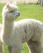 Alpaca For Sale - Galahad at Alpaco Farm 