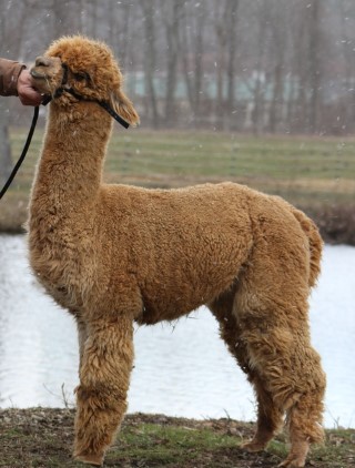 Alpaca For Sale - Hidden Pastures Z Rhinestone Cowboy at Hidden Pastures, LLC