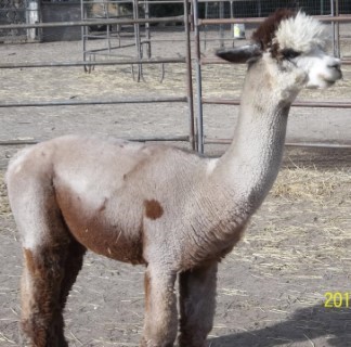 Alpaca For Sale - Leonardo of FRA at Alpacas at Two Creek