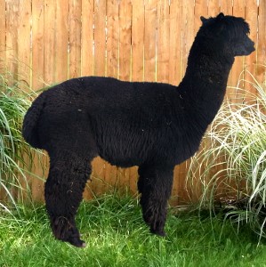 Alpaca For Sale - Mr. Sparks Miss Nikki Rose at Color Your Herd Alpacas