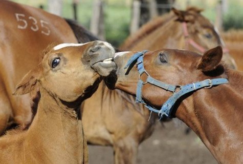 Argentine Polo Pony Horses