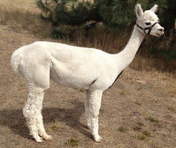 Alpaca For Sale - FIONA of Stirling Ridge at STIRLING RIDGE ALPACAS