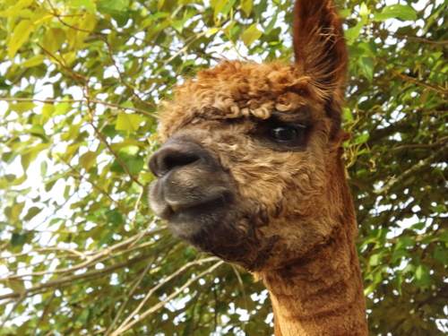 Alpaca For Sale - LR Canela at Alpaco Farm 