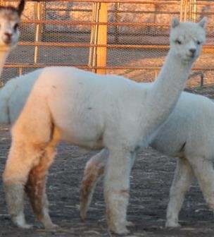 Alpaca For Sale - Maximum's Dori at Alpacas at Two Creek