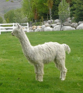 Alpaca For Sale - Pival Son's Moonlight at Alpine Suri Alpacas