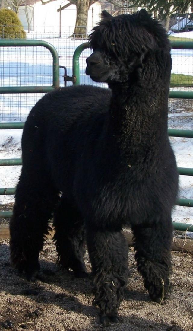 Alpaca For Sale - Alpaca Knights Mr. Sparks at Color Your Herd Alpacas