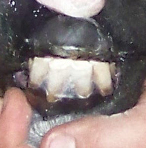 Nikki's teeth