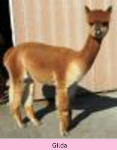 Alpaca For Sale - MA Gilda at Emelise Alpacas