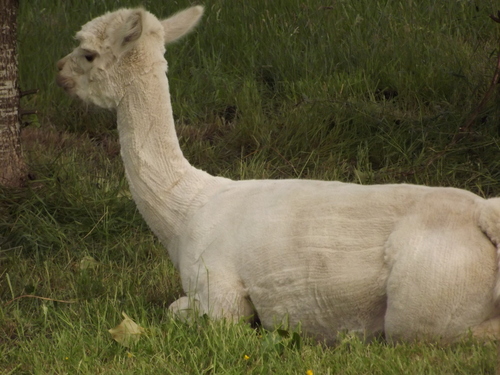 Alpaca For Sale - LR Calla Lilly at Alpaco Farm 