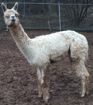 Alpaca For Sale - Sir Skeeter of Frogs Creek at Frogs Creek Farm