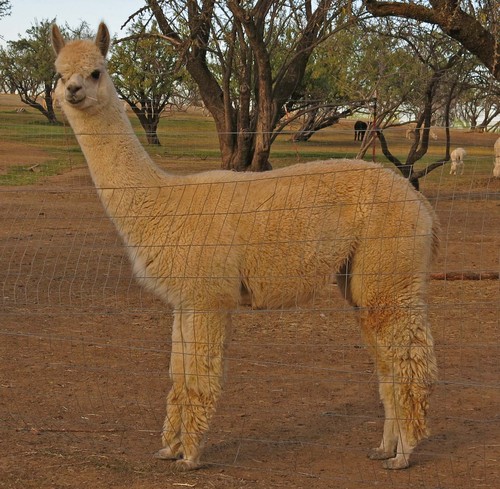 Alpaca For Sale - MRN Nazca at Alpacas of Marin