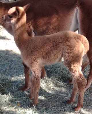 2015 Midnight Prelude Cria 