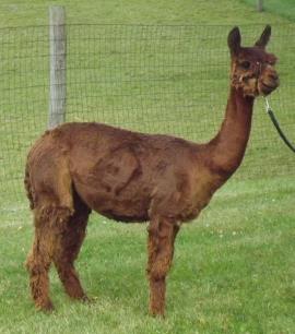 Alpaca For Sale - Nikiesha of PVA at A.J.'s Alpaca Ranch