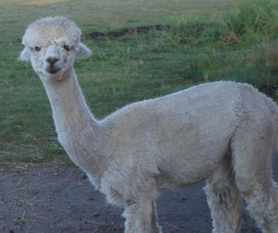 Alpaca For Sale - Wyoming Dreams Estelle at Wyoming Dream Alpacas