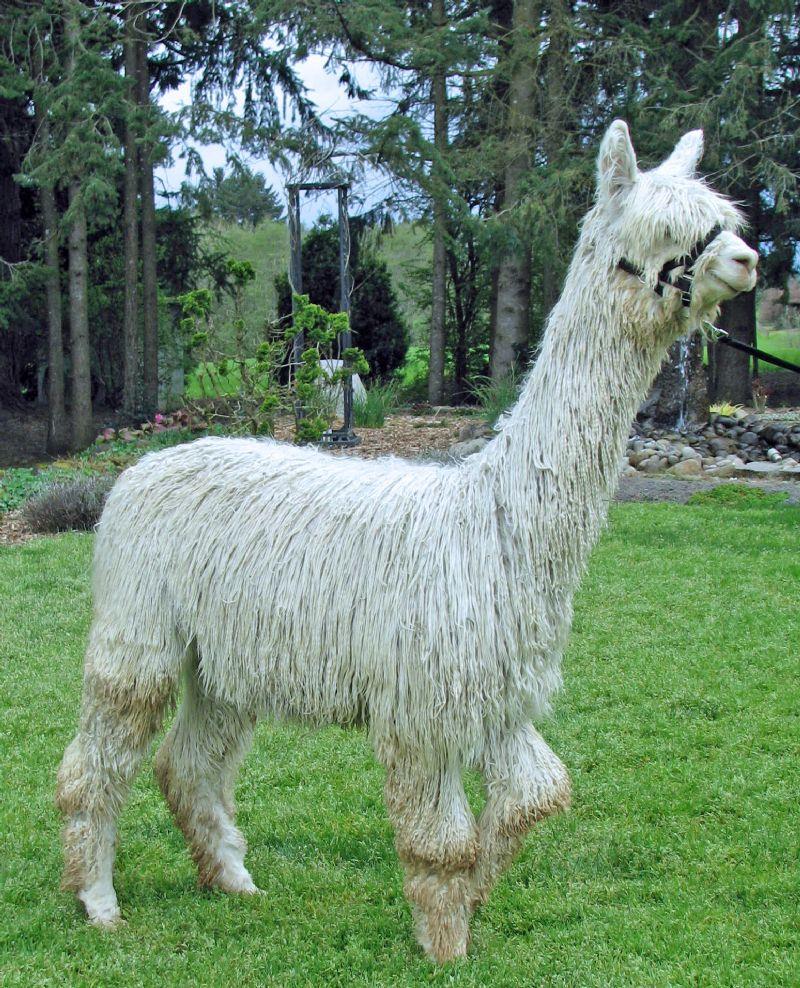 Alpaca For Sale - ATV Zallura at Bluff Breeze Farm 