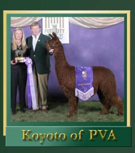 Nikiesha's sire Kyoto of PVA