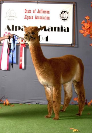 Alpaca For Sale - Miss Mayflower at Menagerie Hill Ranch Alpacas