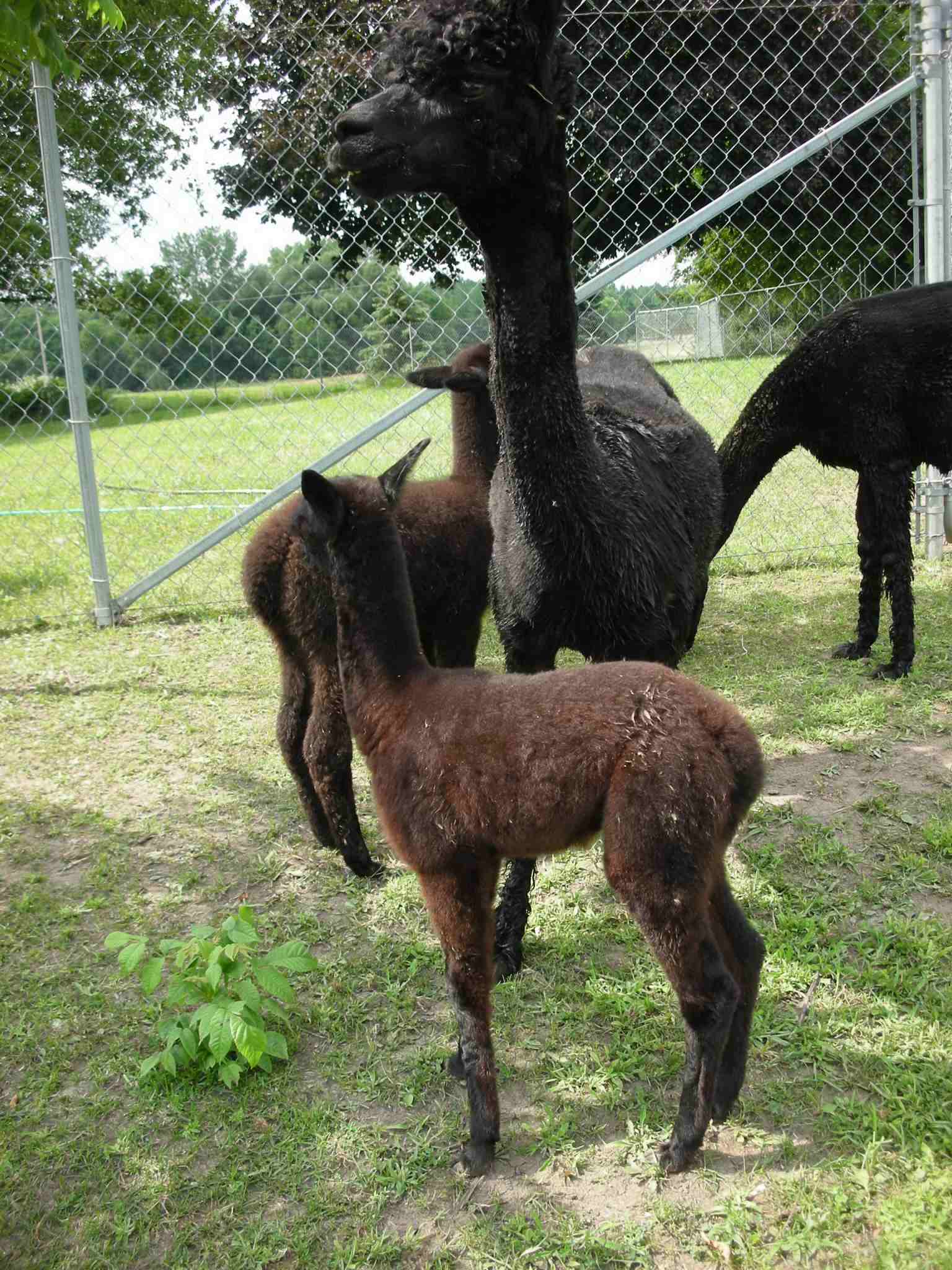 Alpaca For Sale - K-Ran Karley at Greenbriar Farm 