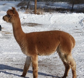 Alpaca For Sale - My Peruvian Celine at Alpacas at Two Creek