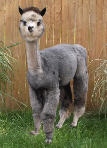 Alpaca For Sale - Starsky's Miss Montana Rose at Color Your Herd Alpacas