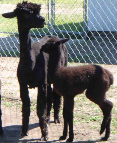 Karley with Osiceca & Iohitika