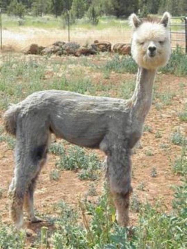 Grey cria