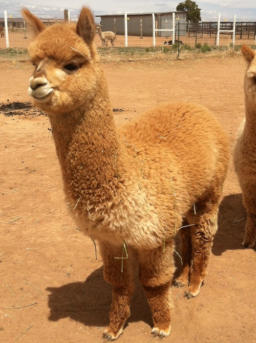 Alpaca For Sale - Akasha's Liliana at Akasha Alpacas