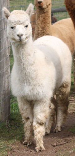 Alpaca For Sale - Columbia Mist Duncan's Clara at Columbia Mist Alpacas