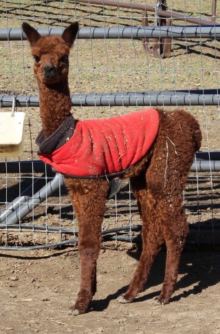 2012 Cria Royal Fawn at 2 Wks