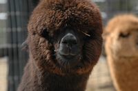 Alpaca For Sale - AAR Nova's Lacey at Good Time Ridge Farm, LLC