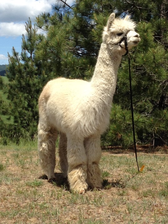 Fiona daughter Maisie beige