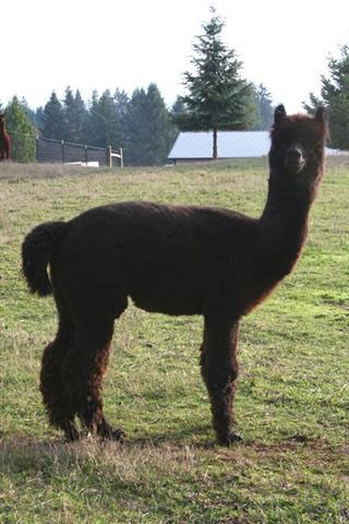 Alpaca For Sale - El Dorado Music at Menagerie Hill Ranch Alpacas