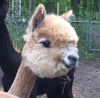 Sonny - Jeana's 2014 Cria