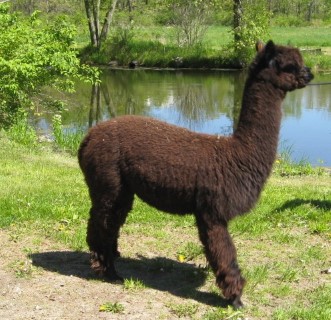 Alpaca For Sale - Silver Spoon Joyce at Hidden Pastures, LLC