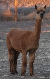 Alpaca For Sale - Peruvian Tickle Me Pink at Alpacas at Two Creek