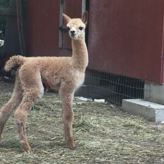 Queen B - Jeana's 2016 cria