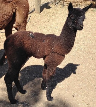 2015 Male Cria (by Amego)