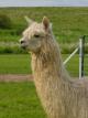 Alpaca For Sale - LFA Pedrillo at Frogs Creek Farm